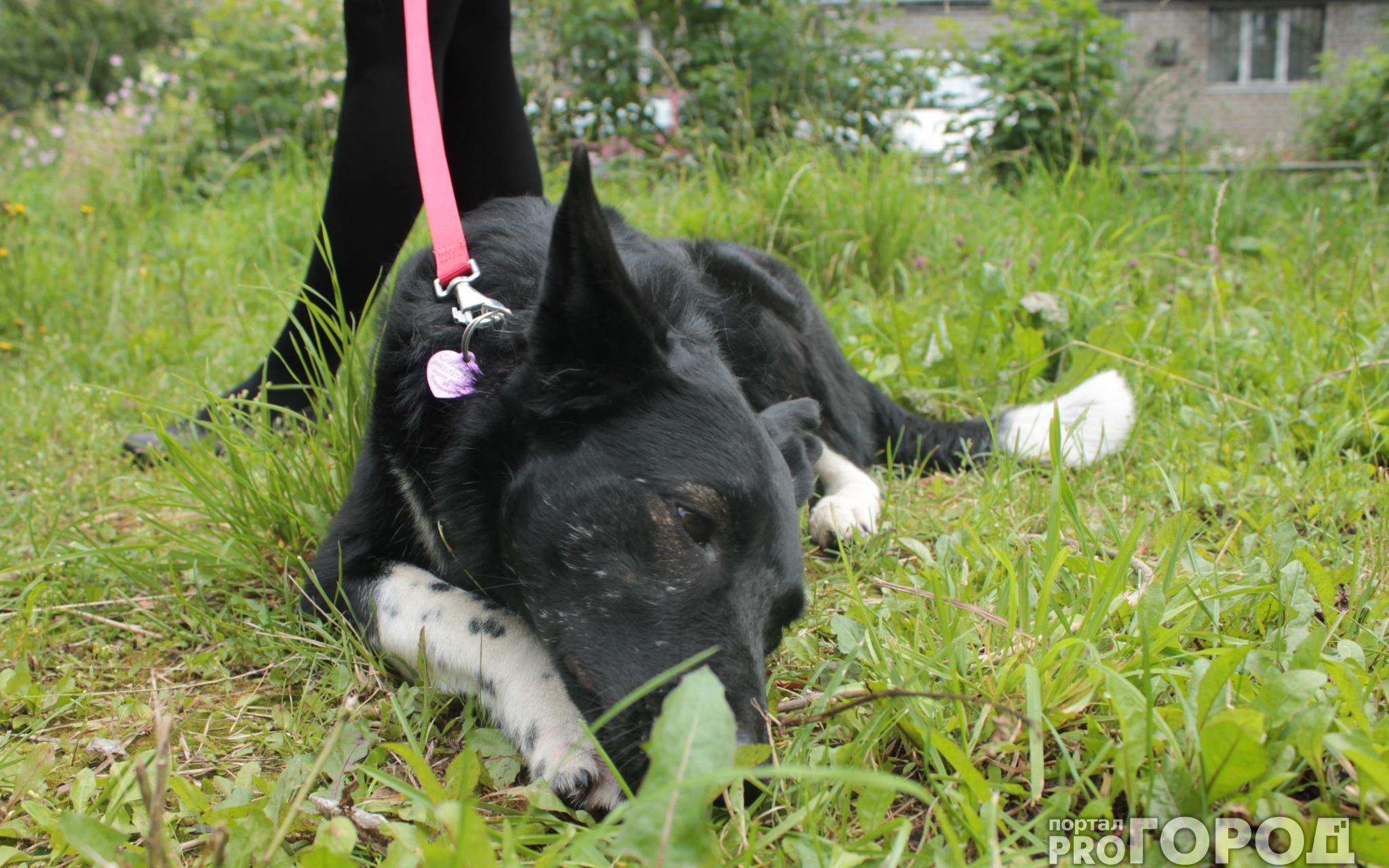 В Котельниче хозяева замотали дворняжке рот скотчем, чтобы она не лаяла