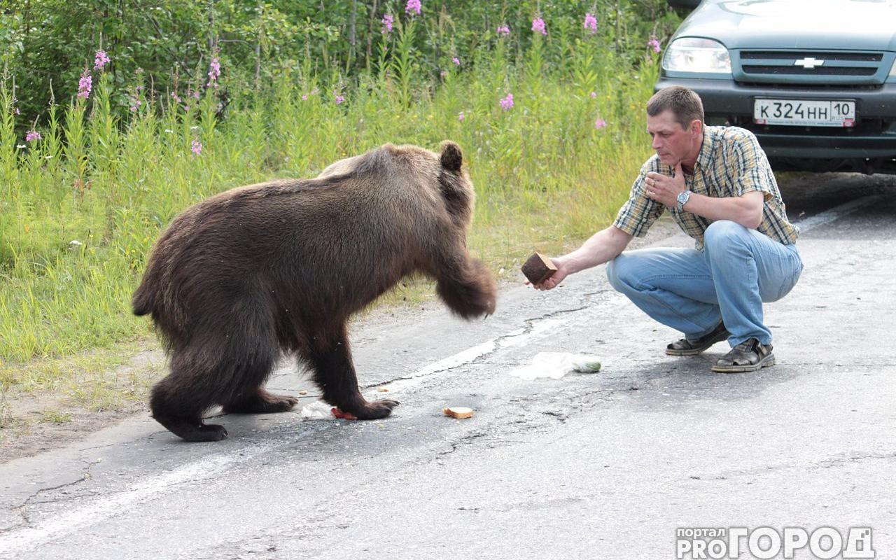 В Кировской области медведь набросился на человека