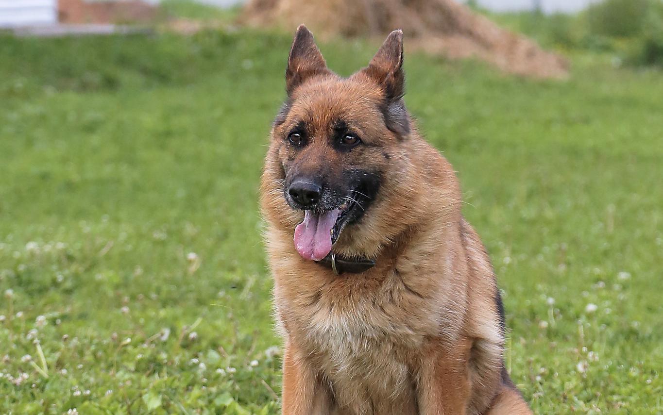 Новые факты: чепчанина загрызли охранные собаки одного из предприятий