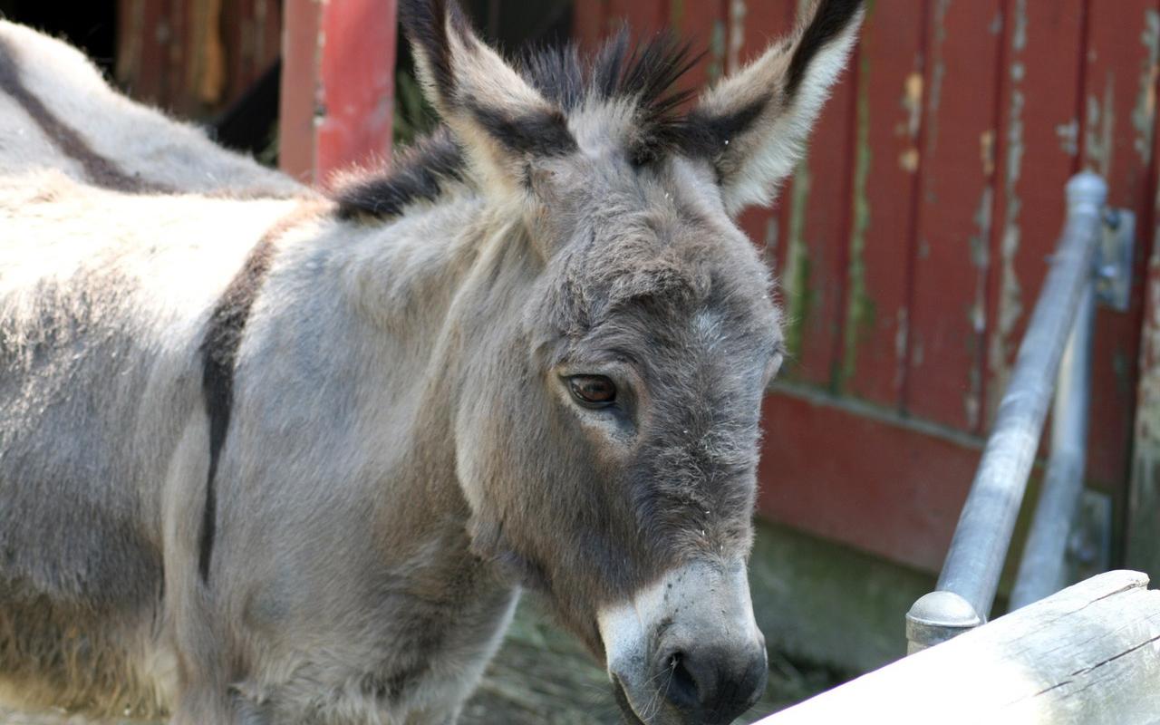В Чепецке водители сняли на камеру осла, который бродил по городским дорогам