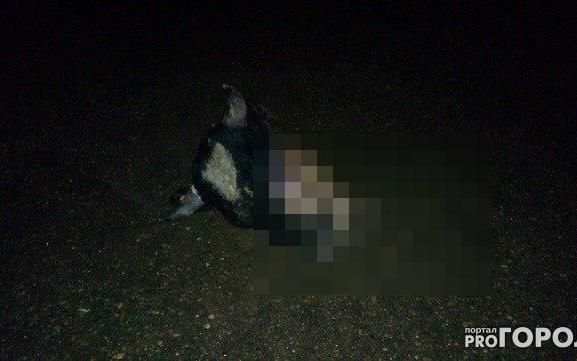 В Чепецке у здания налоговой лежит голова коровы