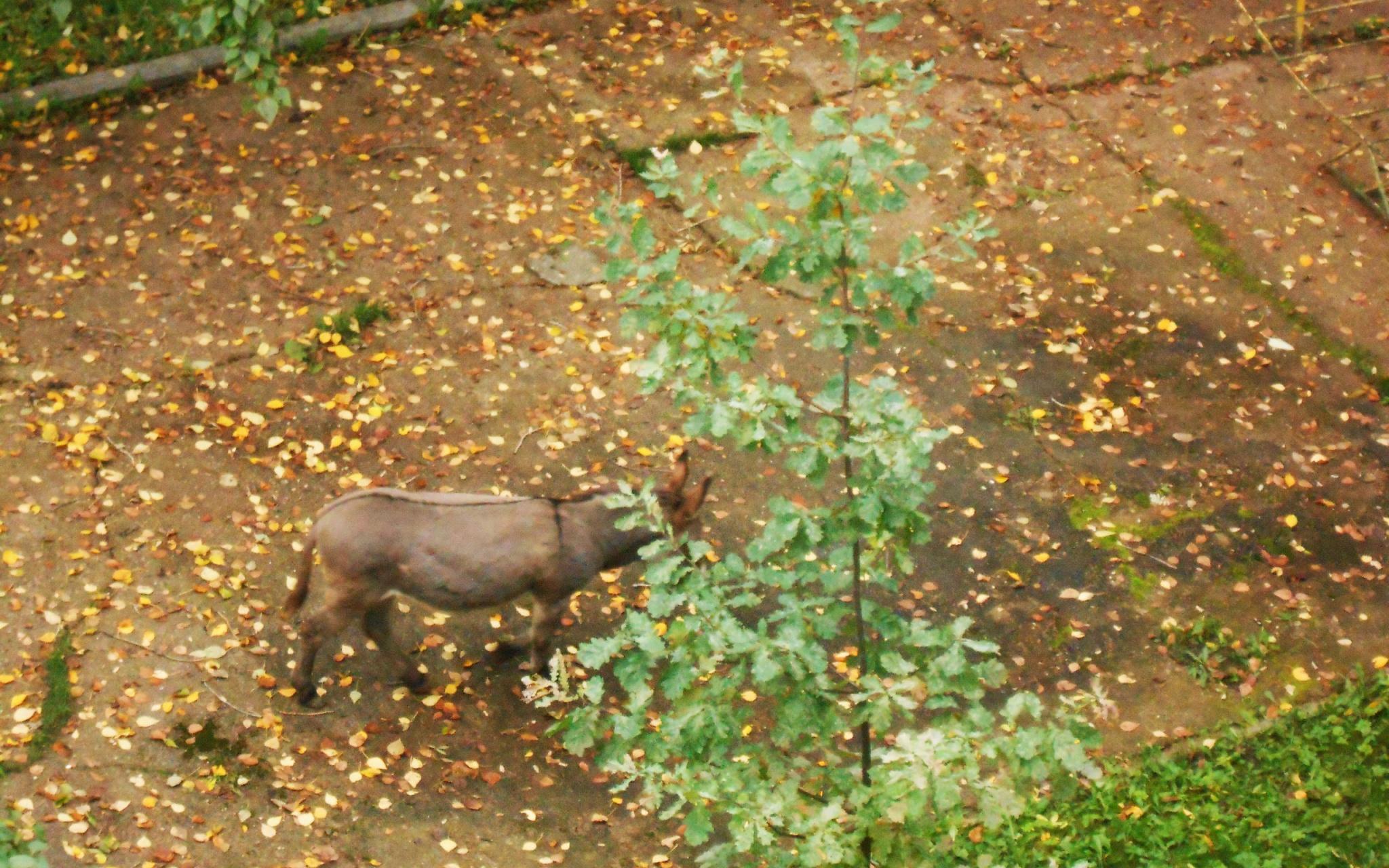 В Кирово-Чепецке по улице бегал осел