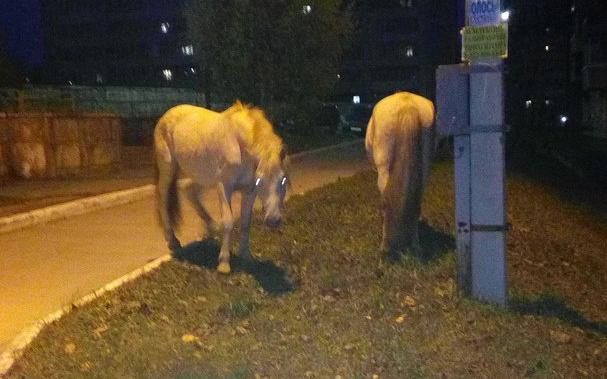 В Чепецке горожан удивили гуляющие у многоэтажек лошади