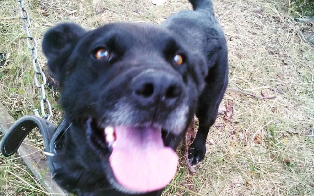 В Кирово-Чепецком районе расстреляли беременную собаку