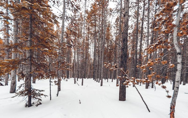 Трое школьников заблудились в лесу в  Кировской области
