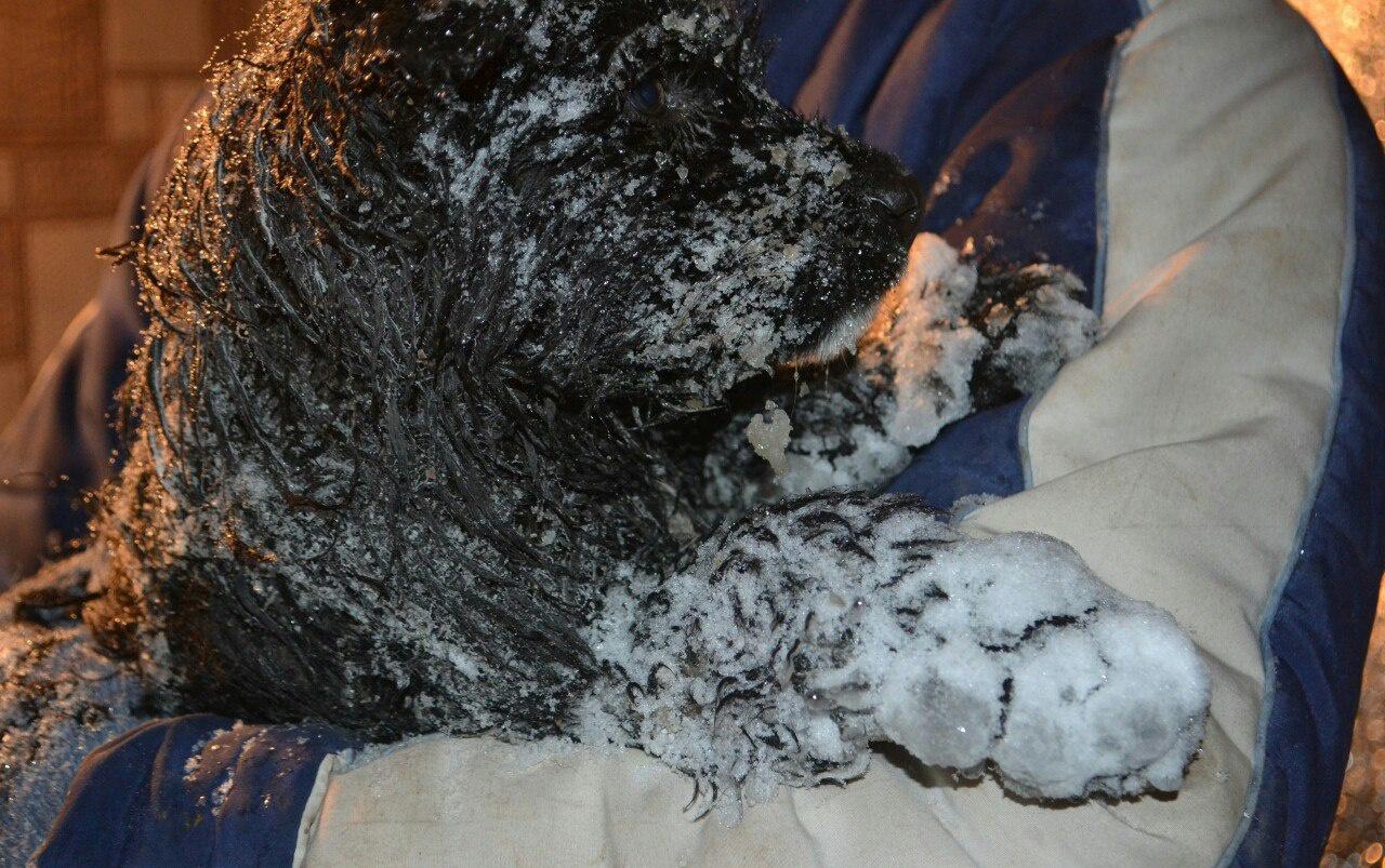 В Кировской области воспитательница детсада выбросила щенков в яму с водой