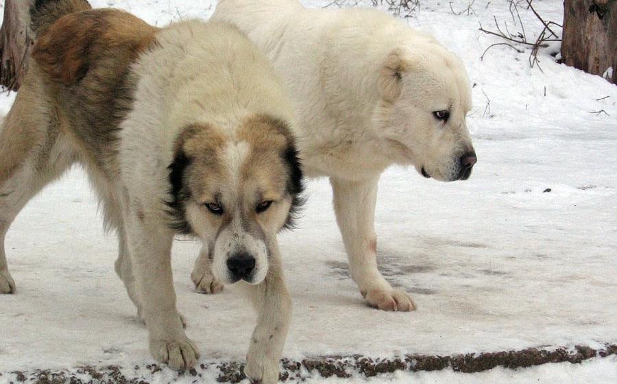 В Чепецке осудят женщину, чьи собаки насмерть загрызли мужчину