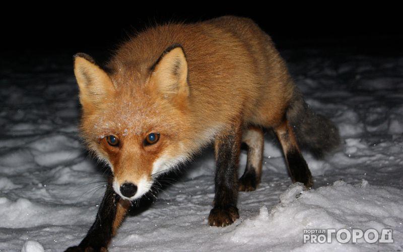 В Кирово-Чепецком районе введен карантин по бешенству