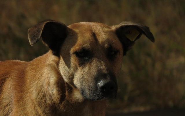 В Чепецке кидающуюся на людей собаку не успокоил даже перцовый баллончик