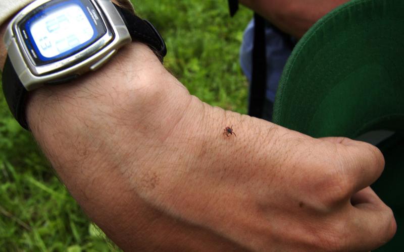 В Кирово-Чепецке зарегистрирован первый пострадавший от укуса клеща
