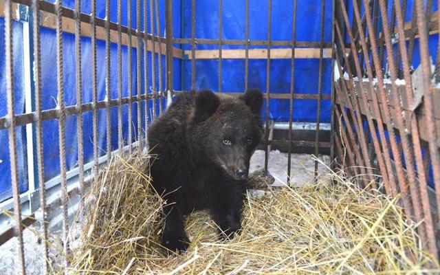 В Кировской области мужчины спасли маленького мишку