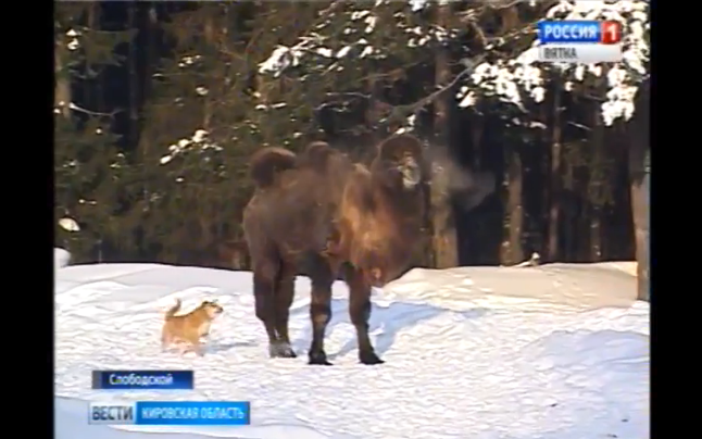 В Кировской области неравнодушные люди спасли верблюда от смерти