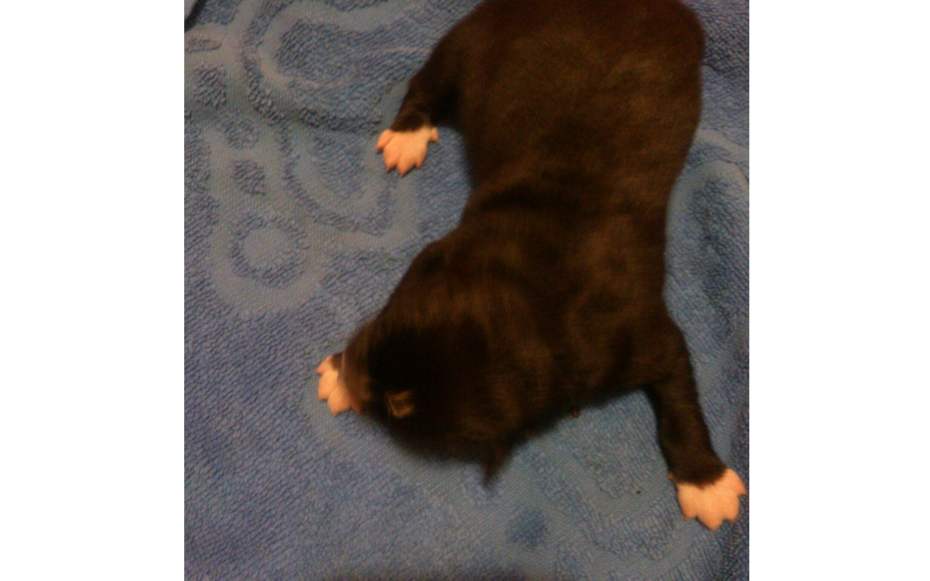 В Кировской области хозяева выбросили щенка из окна четвертого этажа