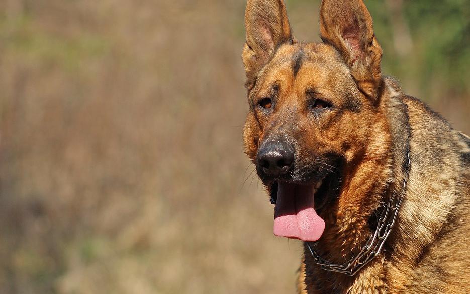 В Чепецке собаки насмерть загрызли мужчину: чем закончилось уголовное дело?