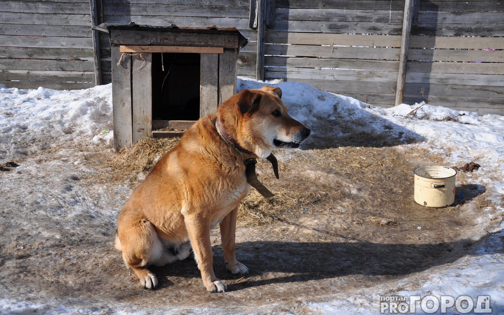 Полиция Кирово-Чепецка начала проверять отловщика собак