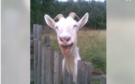Житель Кировской области продает свою козу за 1 000 000 рублей