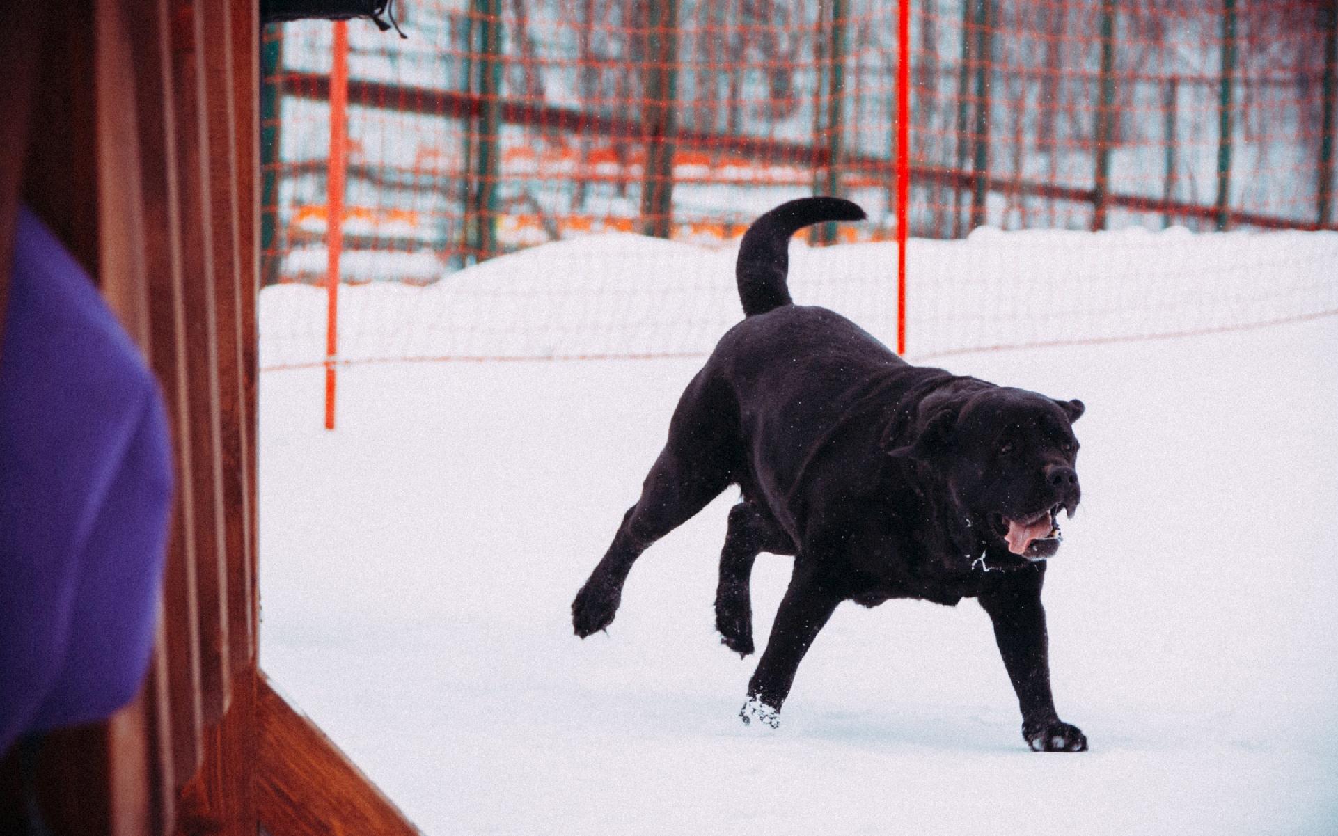 В Кировской области бешеная собака укусила человека