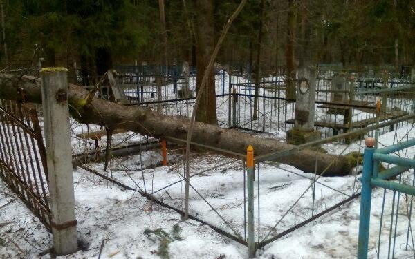 В Чепецке на городском кладбище на могилу упало дерево