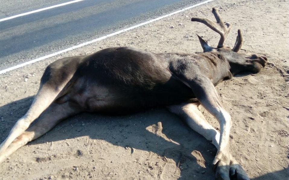 В Чепецком районе водитель насмерть сбил лося и скрылся с места ДТП