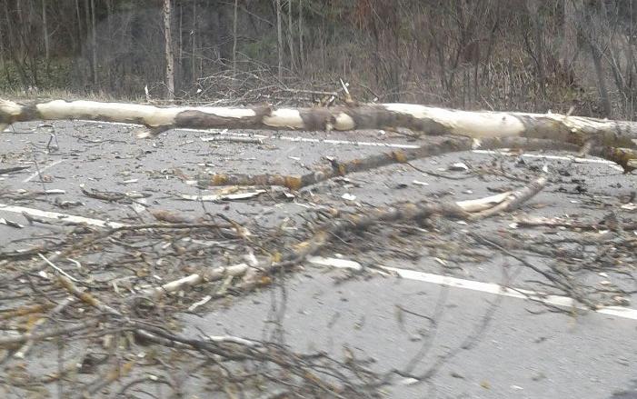 В Чепецке дерево упало перед ехавшим автобусом