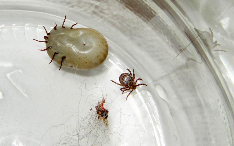 В Кировской области выявлен первый случай клещевого боррелиоза