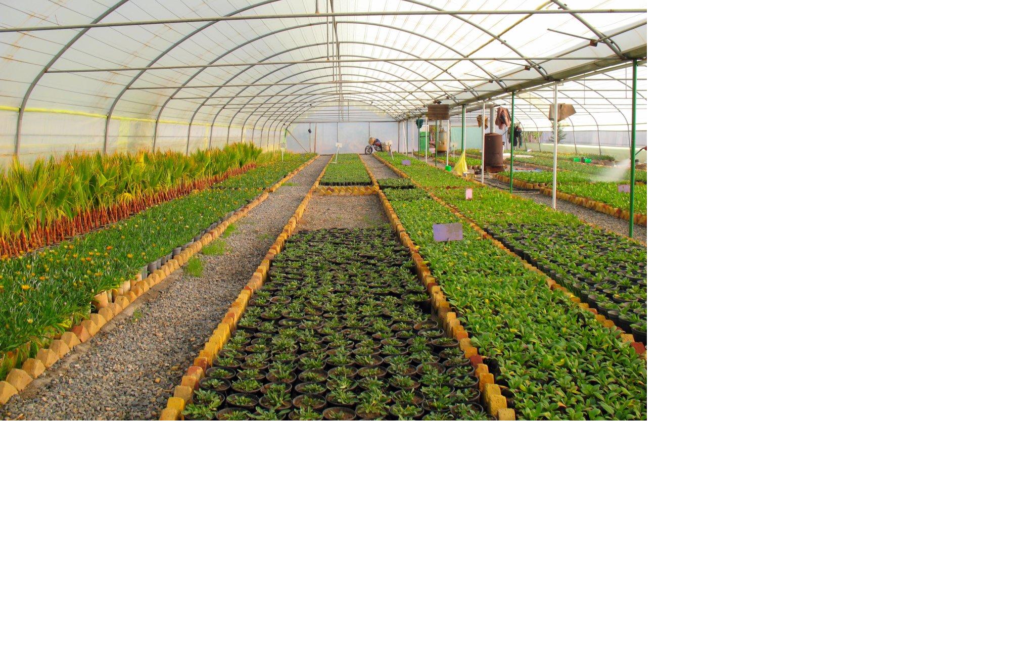 Как правильно выбрать теплицу?