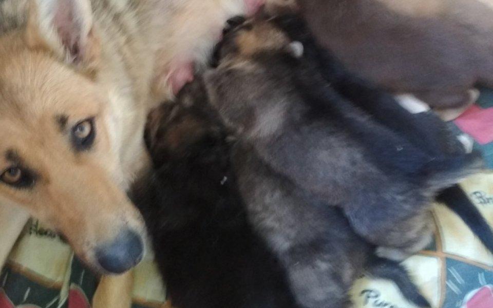 Школьники из Чепецка спасают собаку со щенками от голодной смерти