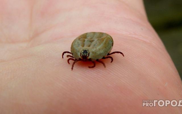 За неделю в Чепецке 18 человек пострадали от клещей