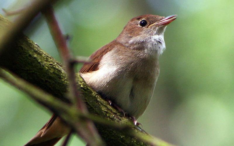 Парки и скверы Чепецка оценят на экологичность, подсчитав соловьев