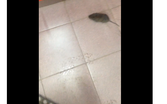 В Чепецке в зале закусочной очевидцы сняли на камеру крысу