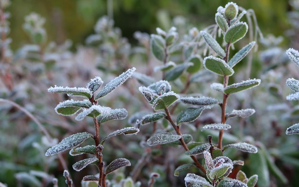 Жителей Кировской области оповещают о надвигающихся заморозках