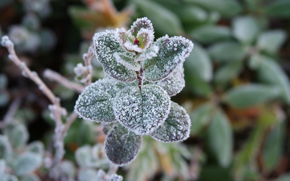 МЧС предупреждает чепчан о заморозках