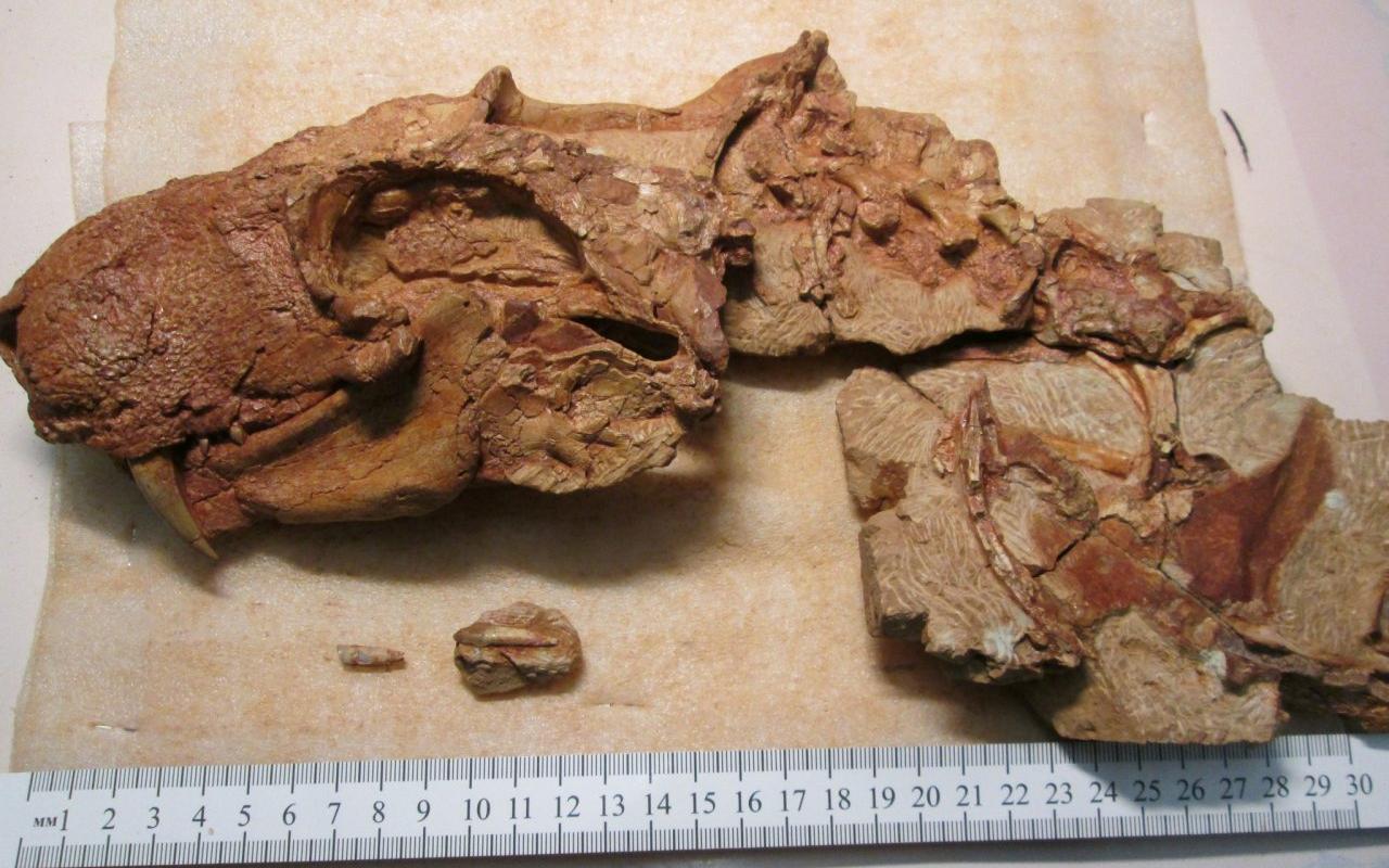 У берегов Вятки палеонтологи нашли неизвестных науке предков динозавров