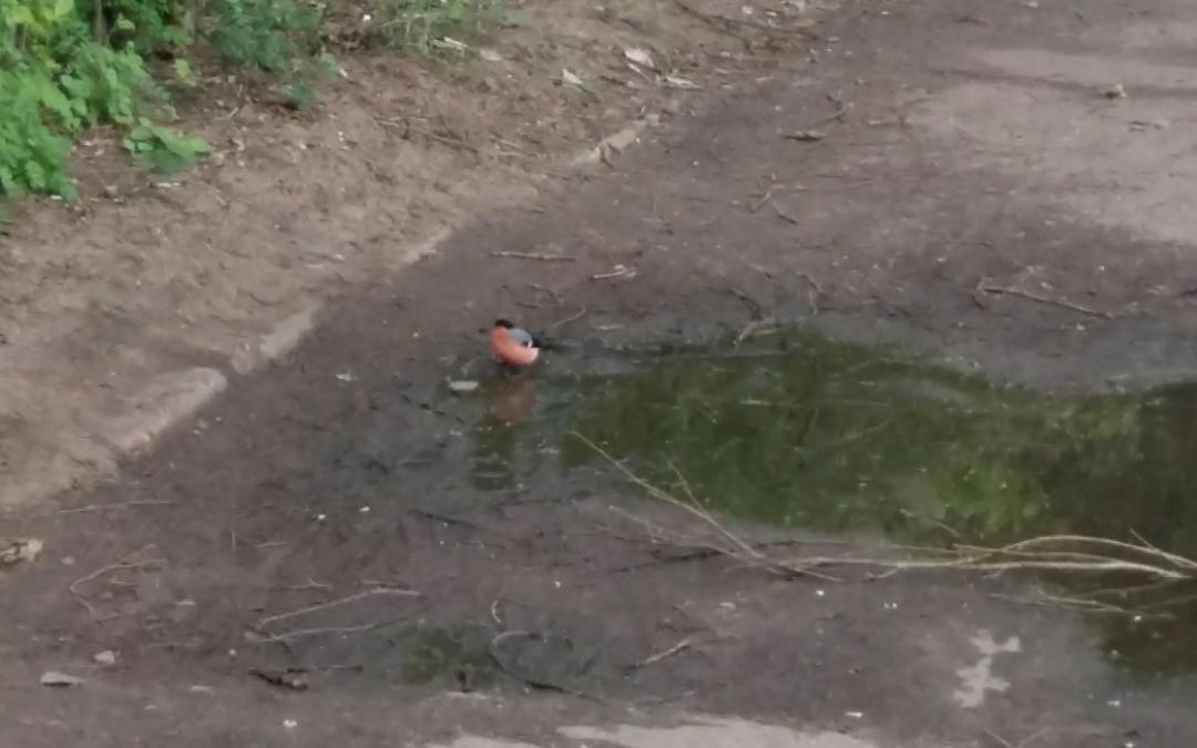 В июне в Кирово-Чепецк прилетели снегири