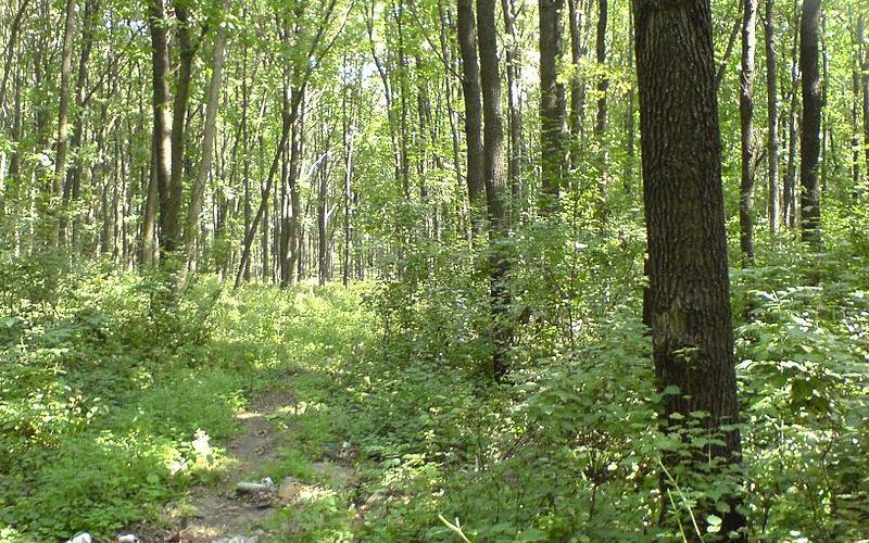 Охраняемая лесная зона в Кировской области стала самой большой в России