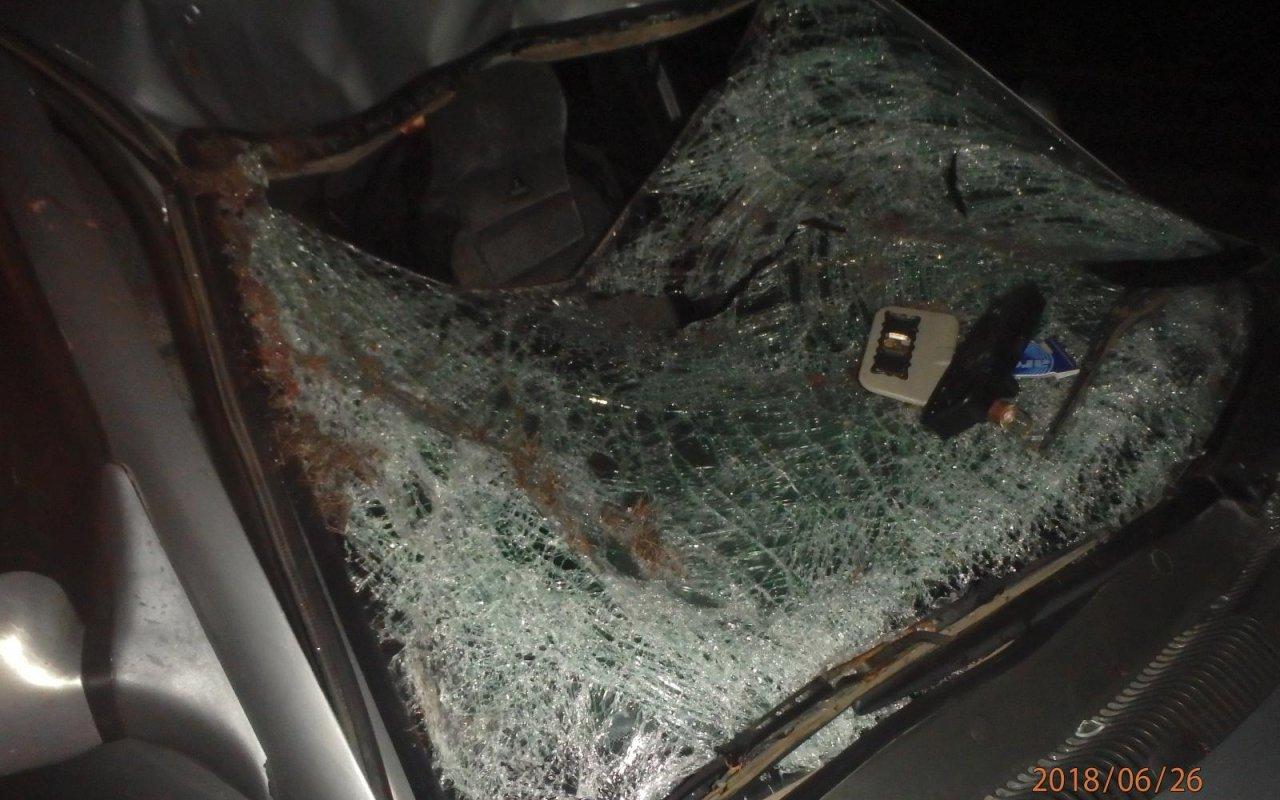 В Чепецком районе водитель ВАЗа сбил лося