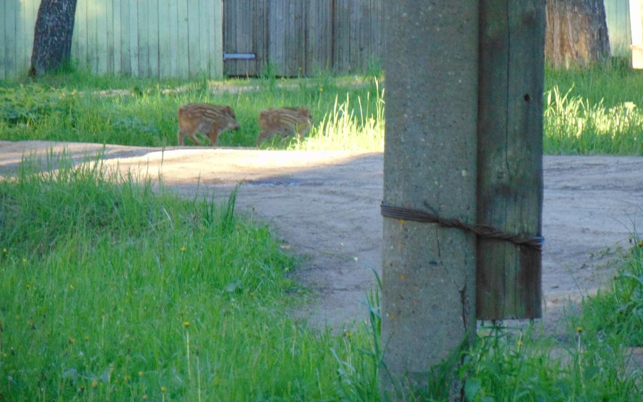 По центральной улице Каринторфа бегали кабаны
