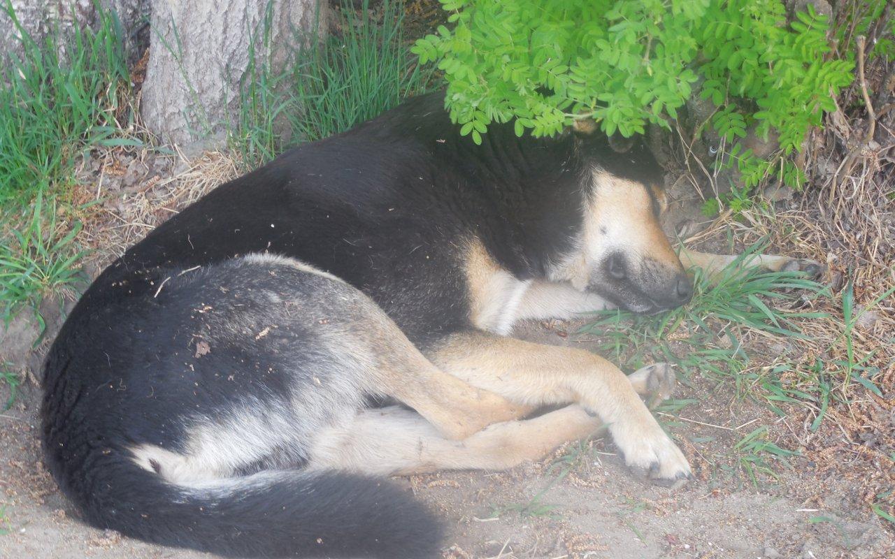В Чепецке мужчина с 6 этажа сбросил собаку