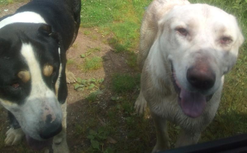 Главные новости недели в Чепецке: нападение породистых собак и ДТП у "Двуречья"