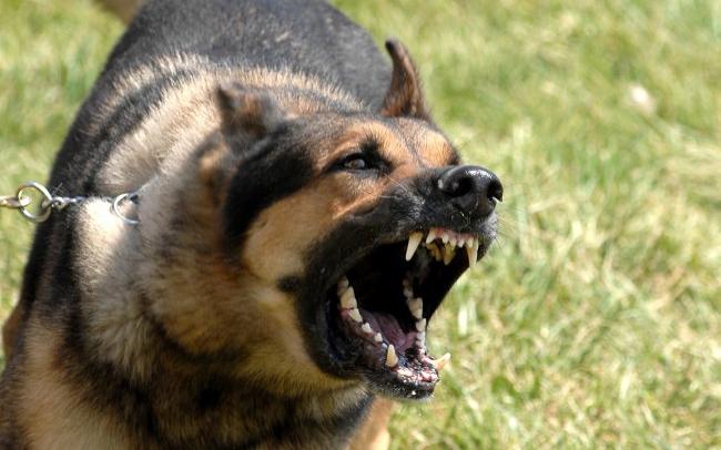 Немецкая овчарка покусала 7-летнего ребенка в Чепецке