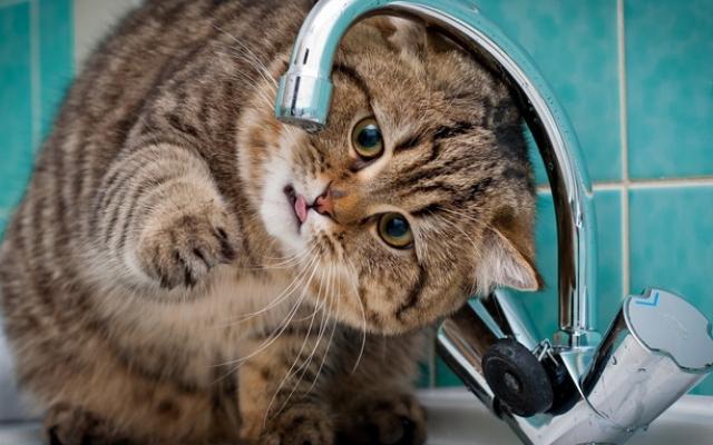 В нескольких районах Кирово-Чепецка отключат холодную воду