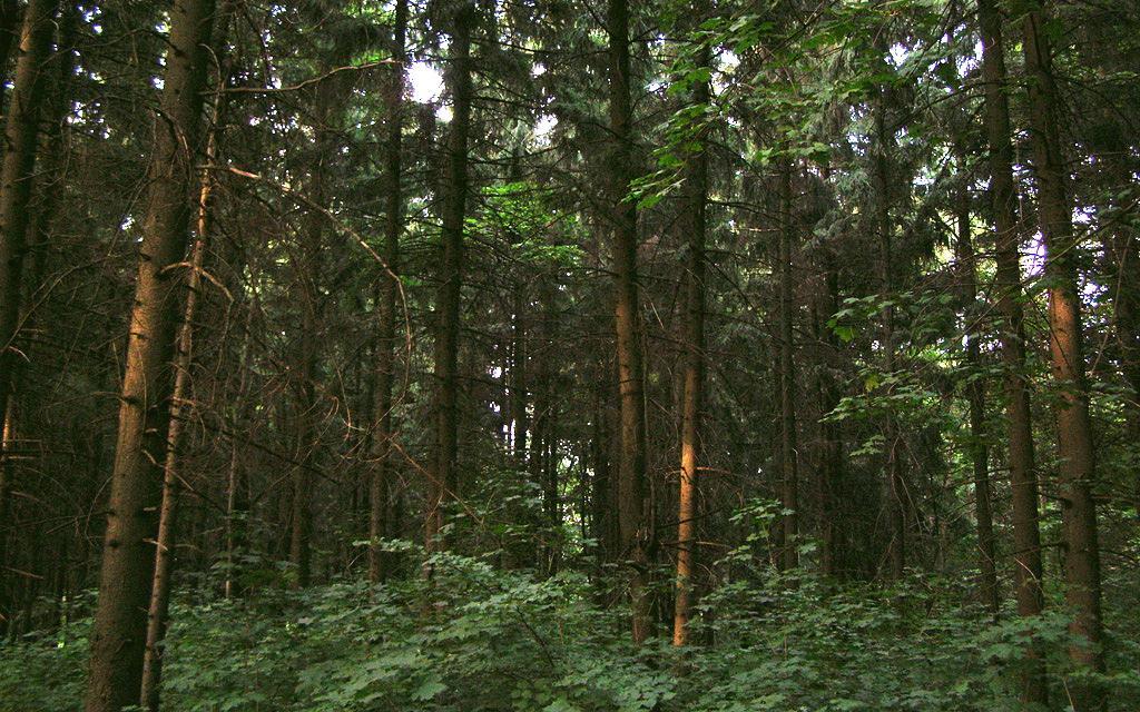 В Кировской области четыре дня искали заблудившуюся в лесу пенсионерку