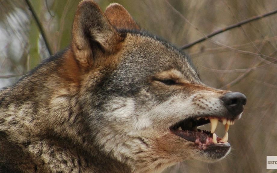 В Кировской области охотники убили более 200 волков