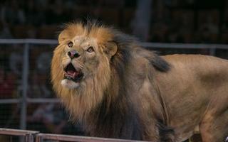 Известно, что будет со львом, который напал на кировчанку в сафари-парке