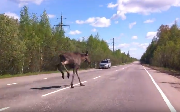 В Кировской области начинается сезонный выход лосей на трассы: список опасных участков