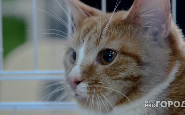 Чепчанка подала в суд на ветклинику и сотрудника полиции из-за вымышленной болезни кота