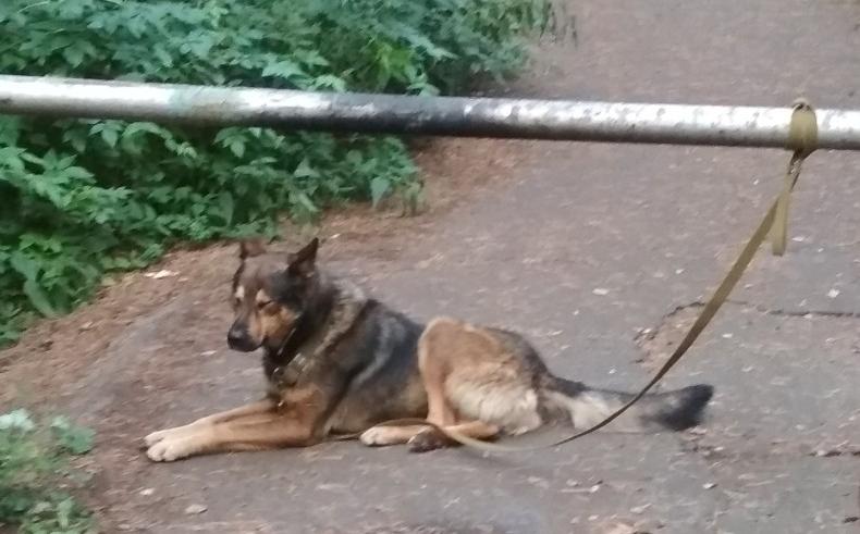 В Чепецке неизвестные бросили на привязи у шлагбаума собаку