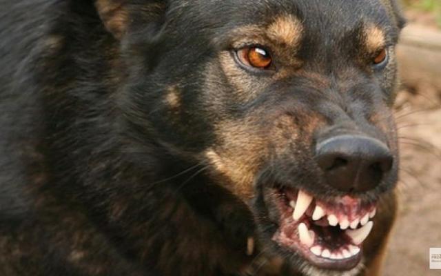 В Чепецке на двух школьников напала собака