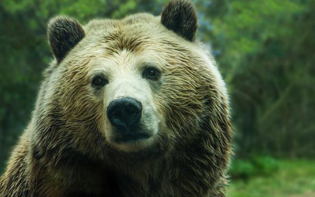 В Омутнинском районе отстрелят медведя, который загрыз 29-летнего грибника