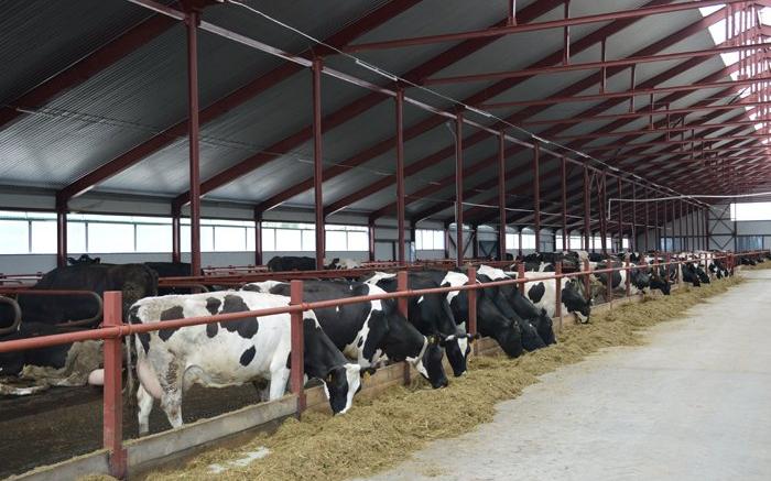 Крупнейшая в Кировской области молочная ферма начнет работать летом 2019 года
